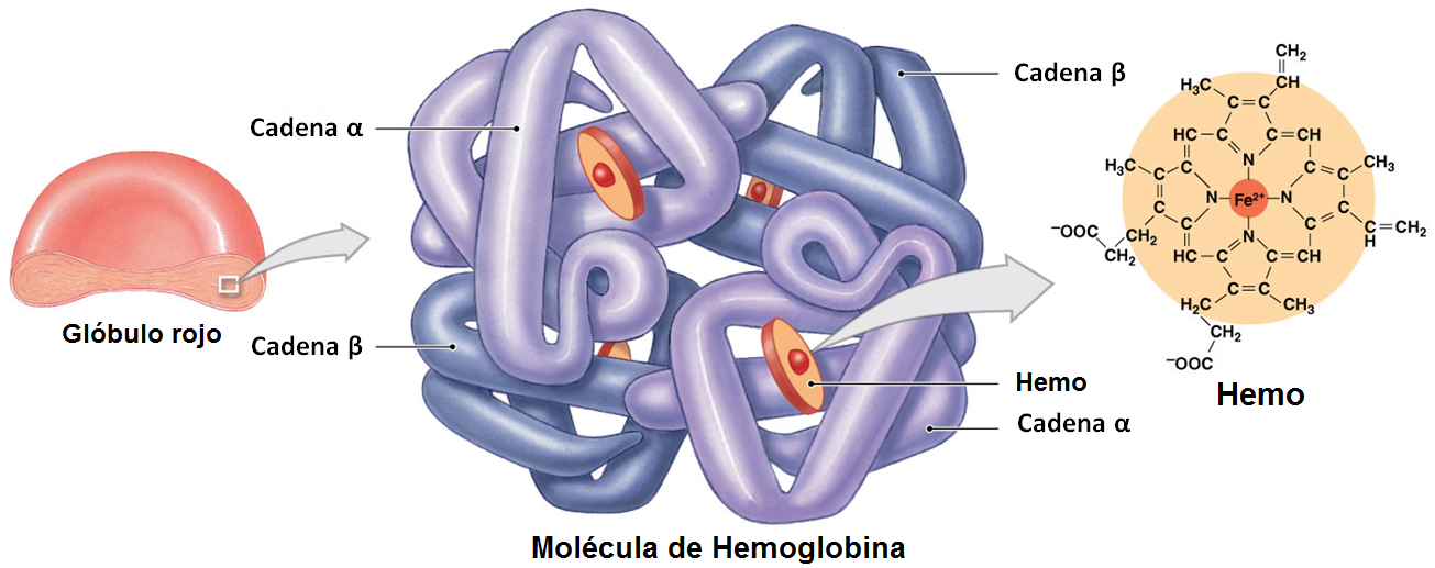 Какое соединение молекулы гемоглобина с кислородом. Схема молекулы гемоглобина. Гемоглобин биохимическое строение. Гем гемоглобина строение. Гемоглобин структура белка.